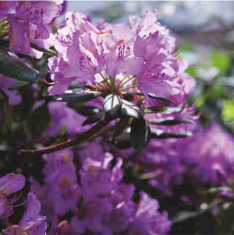 Rhododendron, Gartenbau Dietzler
